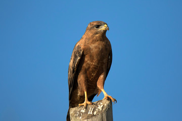 Common buzzard