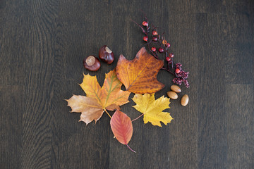Herbstliches Arrangement mit bunten Blättern, Kastanien, Eicheln, roten Beeren Dekoration auf dunklem Holz von oben mittig platziert