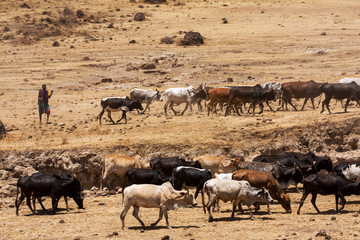 Fototapeta na wymiar Cow herd towards water drinking at the Ngorongoro crate valley.