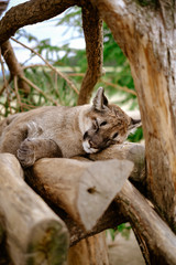 sleeping wild beast in a contact zoo