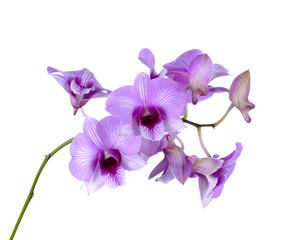 Fototapeta na wymiar Purple (Violet) orchid on white