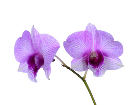 Fototapeta Purple (Violet) orchid on white