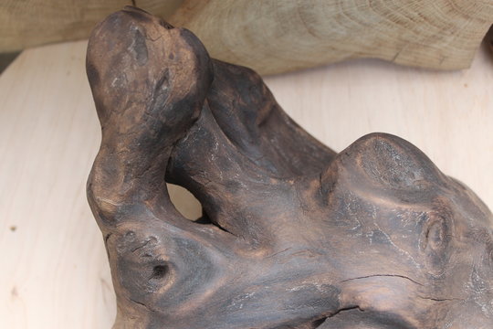 Brown burned driftwood piece in a shape of bull scull