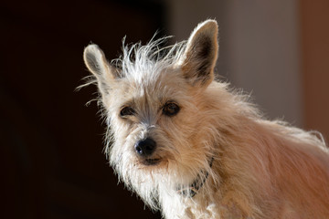 Ritratto di cagnolino domestico © mauropesci