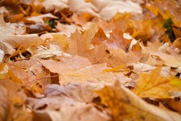 Yellow maple leaves in the rainy morning. Dew drops on the leaves. Autumn background.