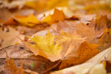 Yellow maple leaves in the rainy morning. Dew drops on the leaves. Autumn background.