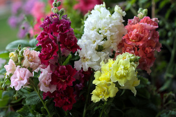 beautiful flowers in nature in the botanical garden