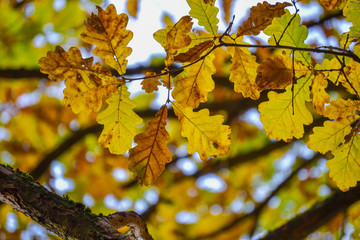Oak branches with autumn colored leaves close-up. yellow, red, green autumn leaves