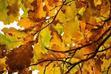 Oak branches with autumn colored leaves close-up. yellow, red, green autumn leaves