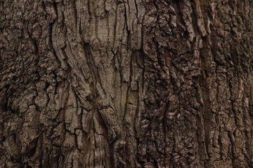 Obraz premium Eichenrinde 1