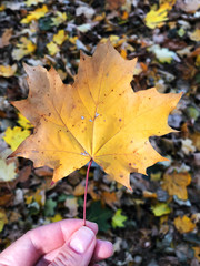 Fall. Autumn foliage. Park in the fall.