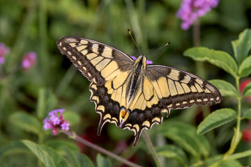 Butterfly Swallowtail (Papilio machaon) on wild plant