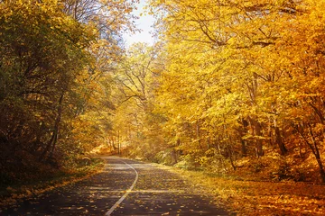 Abwaschbare Fototapete Herbst Straße im gelben Herbstwald