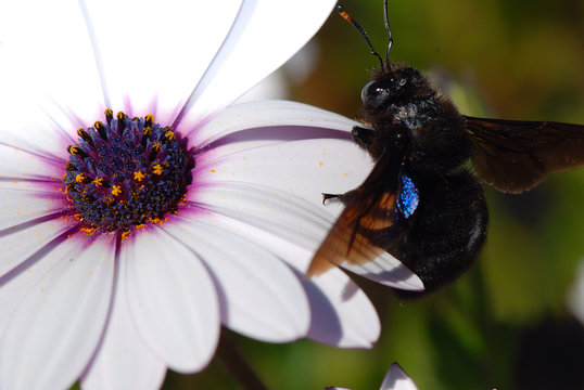 ABEJORRO POLINIZANDO FLORES