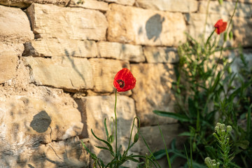 Geöffnete Mohnblüten werfen Schatten auf Weinbergmauer