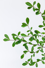 Beautiful Ivory Coast Almond branches isolated on background.