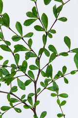 Beautiful Ivory Coast Almond branches isolated on background.