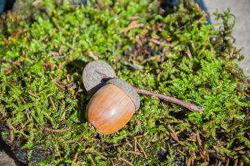 acorn lies in the woods on the moss