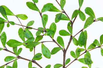 Beautiful Ivory Coast Almond branches isolated on background.