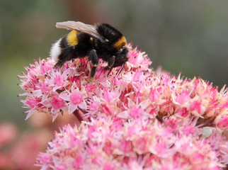 bee on flower