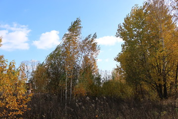 Beautiful autumn forest stands in the golden foliage