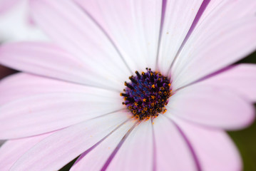 DIMORPHOTECA U OSTEOSPERMUM. MARGARITAS DEL CABO
