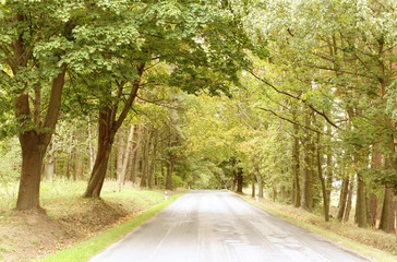 Obraz premium road in the forest