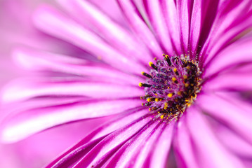 DIMORPHOTECA U OSTEOSPERMUM. MARGARITAS DEL CABO