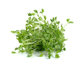 Pea Sprouts on White Background