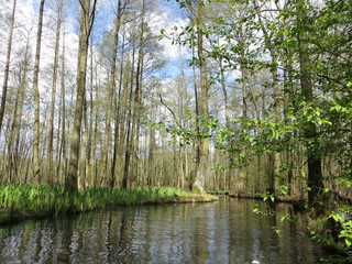 The spring trees along the river