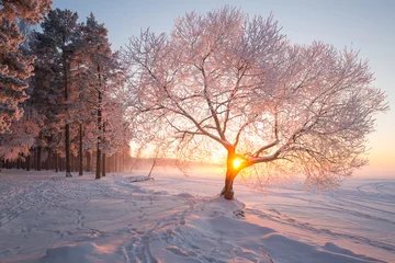 Foto op Canvas Winterlandschap © alexugalek