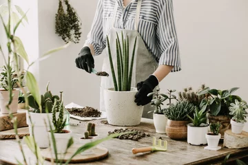 Tuinposter Woman gardeners hand transplanting cacti and succulents in cement pots on the wooden table. Concept of home garden. © FollowTheFlow