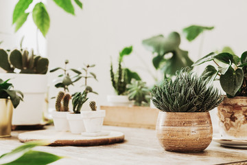 Close up of avocado plant ,cacti and succulents composition in home garden made by gardener. White...