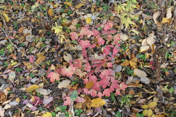  Autumn foliage striking in its multicolor