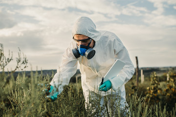 Weed control. Industrial agriculture researching. Man with digital tablet in protective suite and mask taking weed samples in the field. Natural hard light on sunny day.