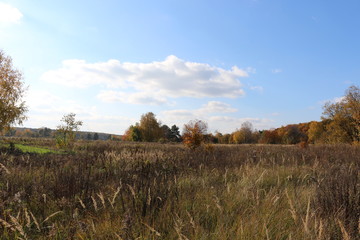 Fototapeta premium Autumn meadow is at the edge of the forest