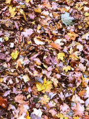 Fall. Autumn foliage. Park in the fall.