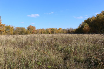 Autumn meadow is at the edge of the forest