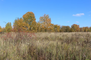 Fototapeta premium Autumn meadow is at the edge of the forest