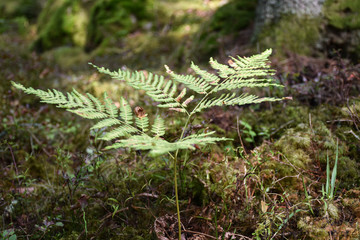 Wild bracken closeup