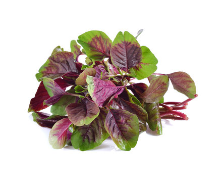 red spinach isolated on white background
