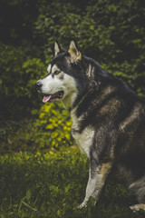 alaskan malamute in nature
