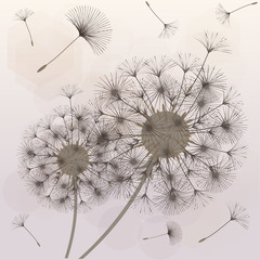 Fototapety  Abstract background of a dandelion for design. 