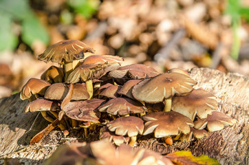 Group of small brown mushrooms with flat caps growing on a wooden surface in a garden in autumn