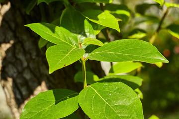 The leaves of the cacus.