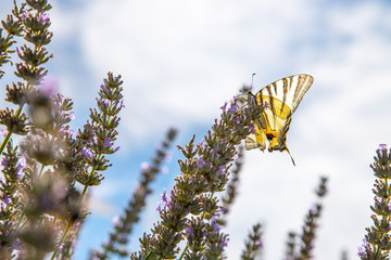 Schmetterling in Lavendelfeld, blauer Himmel