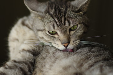 ねこ　毛繕い