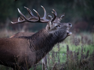 Dominant red stag deer Roaring during autumn rutting season