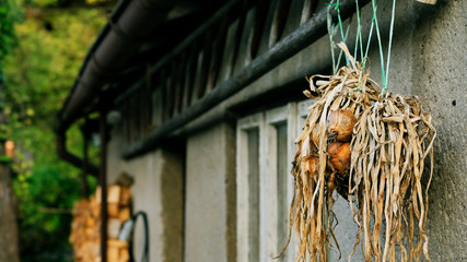 onion hanging outside