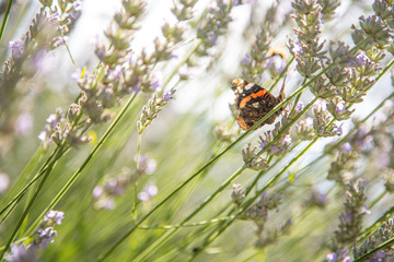 Schmetterling in Lavendelfeld, blauer Himmel
